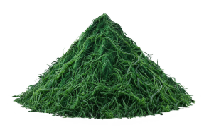 Spirulina verde